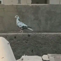 ماده سوسکی دمسفید