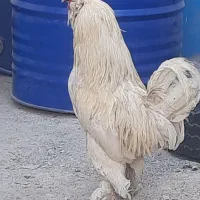 خروس
