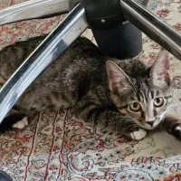 گربه dsh|گربه|تهران, مجیدآباد|دیوار