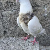 کبوتر یال کاکلی