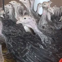 بوقلمون ۲ ماهه برنز امریکایی سینه پهن