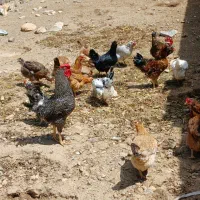 تخم مرغ گلین رنگی