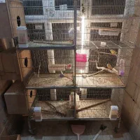 قفس ۶ خوان پرنده