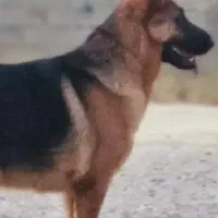 سگ ژرمن. ماده از نژاد اصیل
