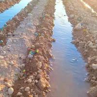 نشاه|گل و گیاه طبیعی|دزفول, |دیوار