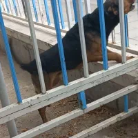 سگ نگهبان میکس ژرمن دوبرمن سفت سفت بگیر ضد دزد