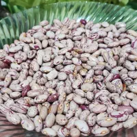 لوبیا زود پز واسه بذری پا کوتاه پر بار میشه