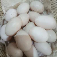 تخم اردک صد در صد نطفه دار محلی
