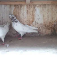 کبوتر پرشی