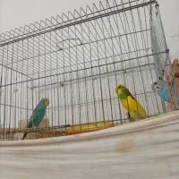 مرغ عشق