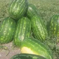 گاوی