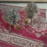 جوجه شتر مرغ