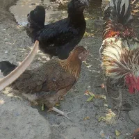 جوجه تیش محلی اصل عشایری و گلین