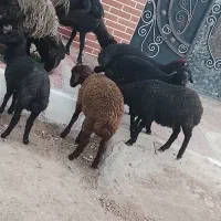 میش و بره