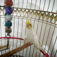 یک جفت عروس هلندی سخنگو