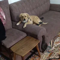 سلام حیونه خنگی  احلی