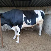 گوساله نر