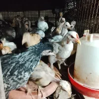 بوقلمون و جوجه محلی