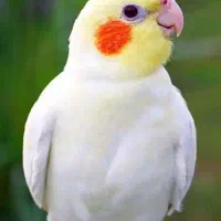 عروس هلندی گمشده