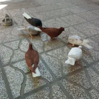 جوجه رنگه .