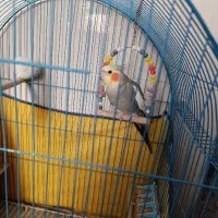 فروش عروس هلندی نر
