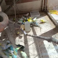 پرنده