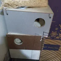 لانه عروس هلندی