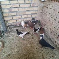 ۶ تا کفتر بوم ۴ تا نر دوتا ماده پایه همدان ۶۰۰