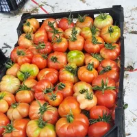 شتل نشا گوجه فرنگی ضمانتی