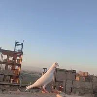 کفتر