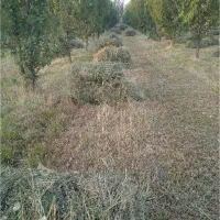 خوزاک دام یونجه و علف