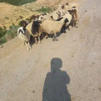 گوسفند۰میش
