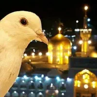 رزرو مـطـمـئـن تـور مـشـهـد و بـلیـت خـاـرجـی