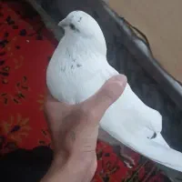 کبوتر