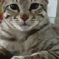 گربه رایگان۱۰ ماه
