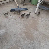 جوجه بوقلمون آمریکایی