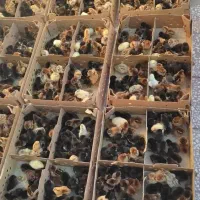 جوجه تخمگذار سوپرمیکس