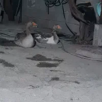 فروش دو عدد غاز یک سال ونیم بزرگ