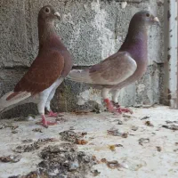 نرو ماده غوره ای