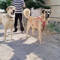 سگ سرابی عراقی پژدر نر و ماده