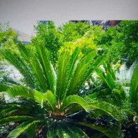 سیکاس