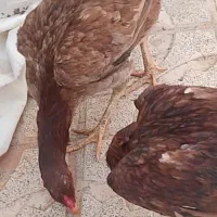 مرغ لاری اصل