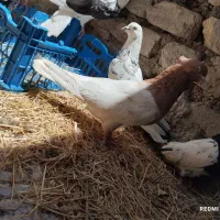 دوتا کله زرد نر شرور بالا گرد