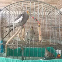 ۳عدد عروس هلندی