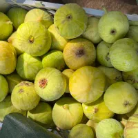 انجیر تر و خشک عسلی طارم