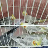 عروس هلندی بسیار خوشرنگ خوش آواز و سخنگو
