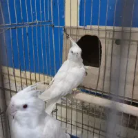 عروس هلندی