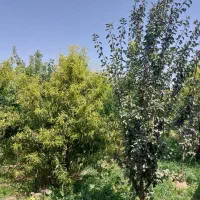 فروش باغ ۴ دیواری ۷۰۰ متری اسپارت