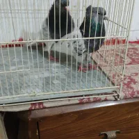 کفتر