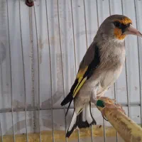 سهره درجه یک